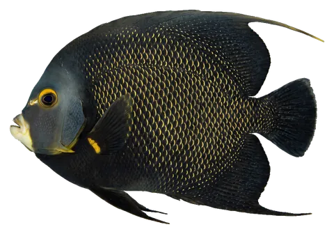 French angelfish, photographed on a transparent background