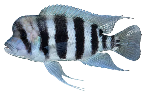 Frontosa, photographed on a transparent background