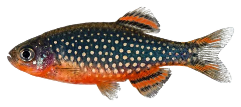 Galaxy rasbora, photographed on a transparent background