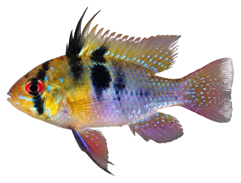 German blue ram, photographed on a transparent background