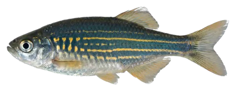 Giant danio, photographed on a transparent background