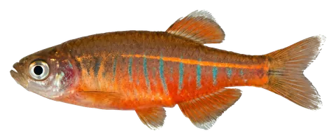 Glowlight danio, photographed on a transparent background