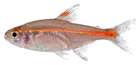 Glowlight tetra, photographed on a transparent background