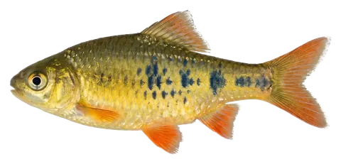Gold barb, photographed on a transparent background