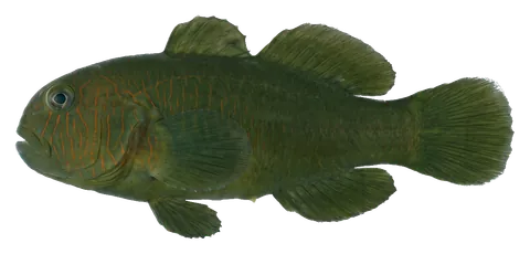 Green clown goby, photographed on a transparent background