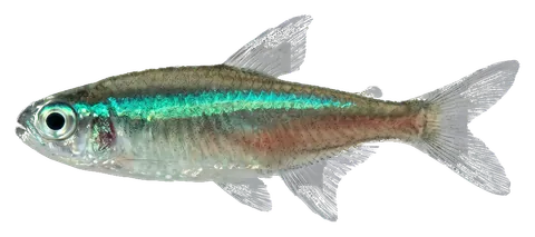 Green neon tetra, photographed on a transparent background