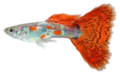 Guppy, photographed on a transparent background