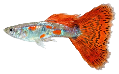 Guppy, photographed on a transparent background