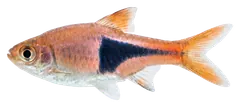 Rasbora arlecchino, fotografata su sfondo trasparente