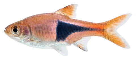 Harlequin rasbora, photographed on a transparent background