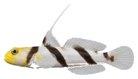 High-fin shrimpgoby, photographed on a transparent background
