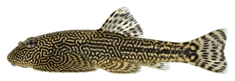 Hillstream loach, photographed on a transparent background