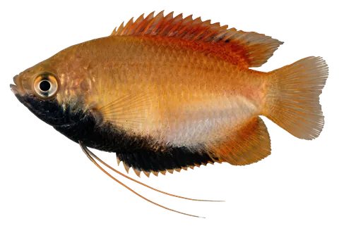 Honey gourami, photographed on a transparent background