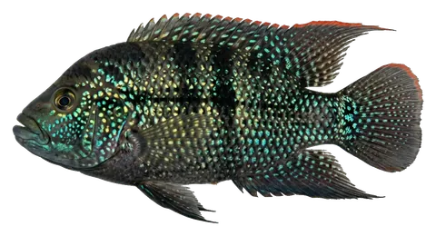 Jack Dempsey, photographed on a transparent background