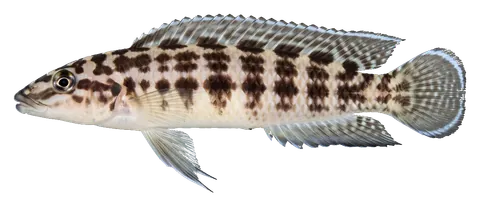Julidochromis, photographed on a transparent background