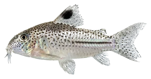 Julii corydoras, photographed on a transparent background