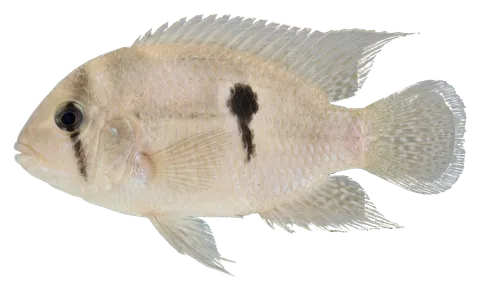 Keyhole cichlid, photographed on a transparent background