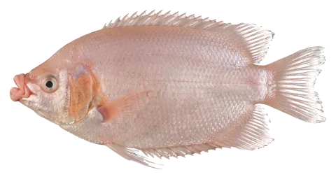 Kissing gourami, photographed on a transparent background