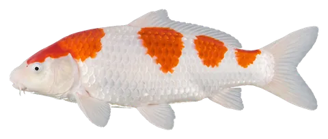 Koi, photographed on a transparent background
