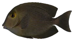 Pesce chirurgo kole, fotografata su sfondo trasparente