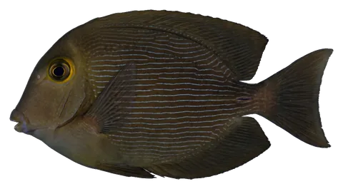 Kole tang, photographed on a transparent background