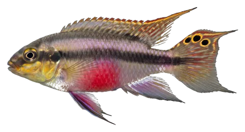 Kribensis, photographed on a transparent background