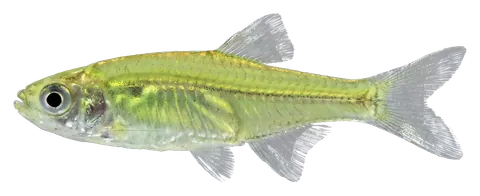 Green kubotai rasbora, photographed on a transparent background