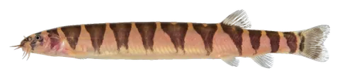 Kuhli loach, photographed on a transparent background