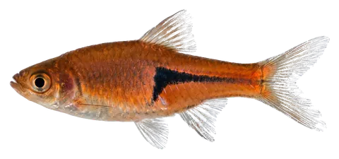 Lambchop rasbora, photographed on a transparent background