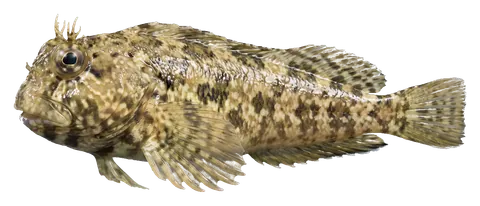 Lawnmower blenny, photographed on a transparent background