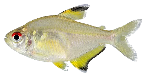 Lemon tetra, photographed on a transparent background
