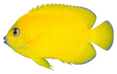 Pesce angelo limone, fotografata su sfondo trasparente