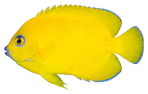 Lemonpeel angelfish, photographed on a transparent background