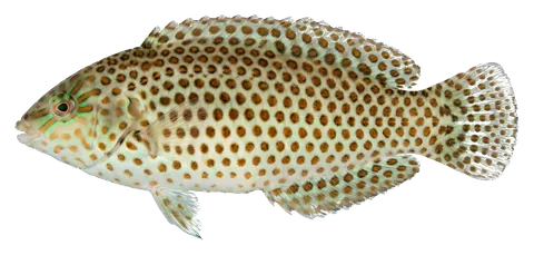 Leopard wrasse, photographed on a transparent background