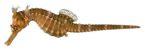 Lined seahorse, photographed on a transparent background