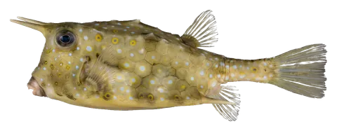 Longhorn cowfish, photographed on a transparent background
