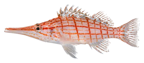 Longnose hawkfish, photographed on a transparent background