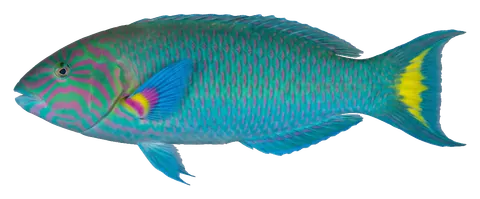 Lunare wrasse, photographed on a transparent background