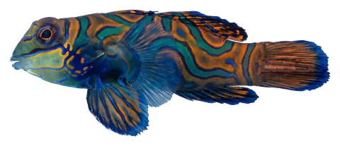Mandarinfish, photographed on a transparent background