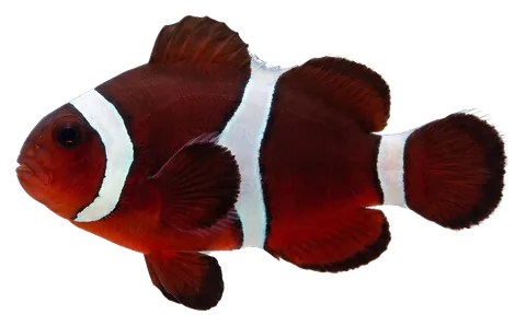 Maroon clownfish, photographed on a transparent background
