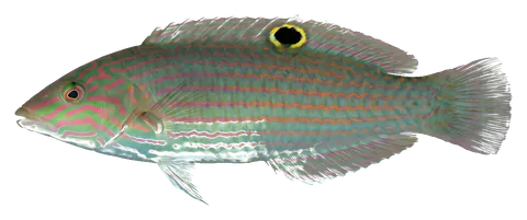 Melanurus wrasse, photographed on a transparent background