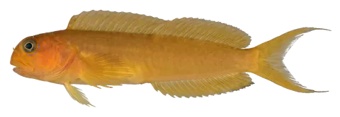 Midas blenny, photographed on a transparent background