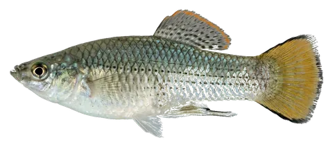 Molly, photographed on a transparent background