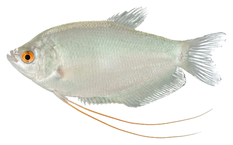 Moonlight gourami, photographed on a transparent background