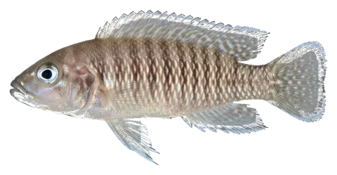 Multies shell dweller, photographed on a transparent background