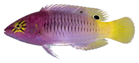 Mystery wrasse, photographed on a transparent background