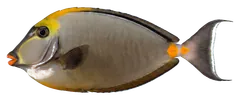 Pesce chirurgo naso, fotografata su sfondo trasparente