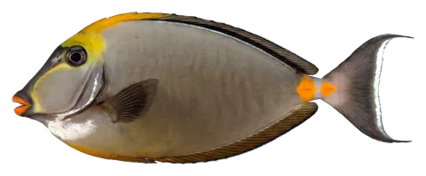 Naso tang, photographed on a transparent background