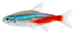 Neon tetra, photographed on a transparent background
