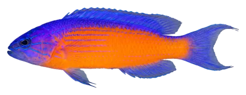 Neon dottyback, photographed on a transparent background